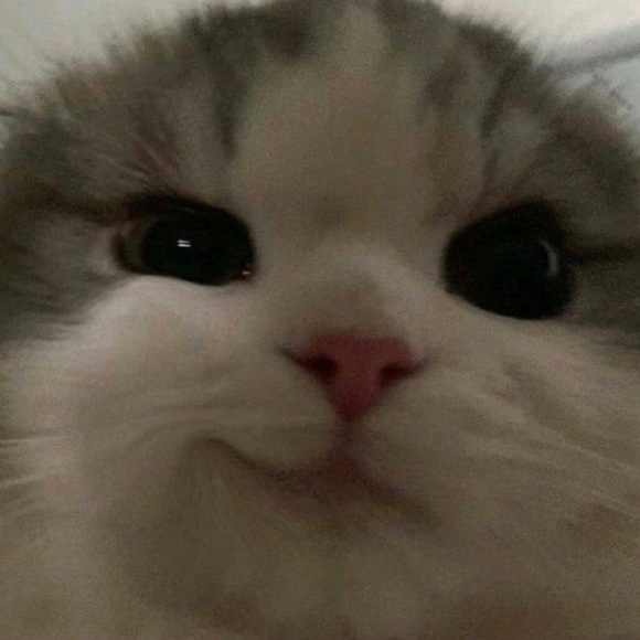 Meet your Posher, Vanya - Picture 1 of 1